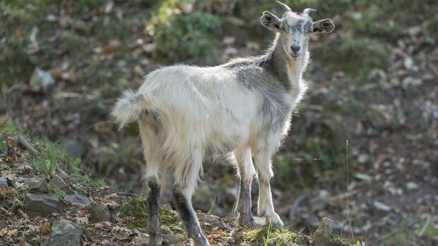 Власти итальянского острова пристраивают расплодившихся диких коз