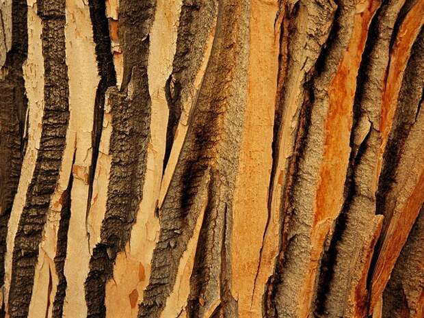 cottonwood tree bark 1392 990x742 Узоры в природе : деревья