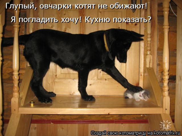 Глупый, овчарки котят не обижают!  Я погладить хочу! Кухню показать?