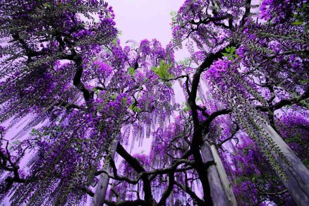 Японский фестиваль цветущей глицинии Great Westeria (35 фото)