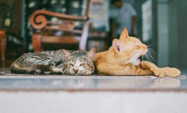 что раздражает котов коты