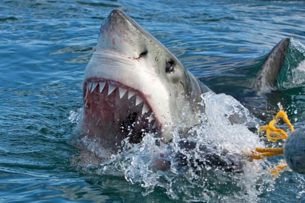Экологи объяснили неизбежность нападения акул на людей в египетской Хургаде