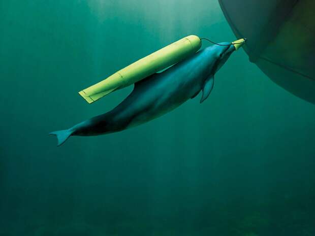 О способности дельфинов находить предметы на глубине ходят легенды 