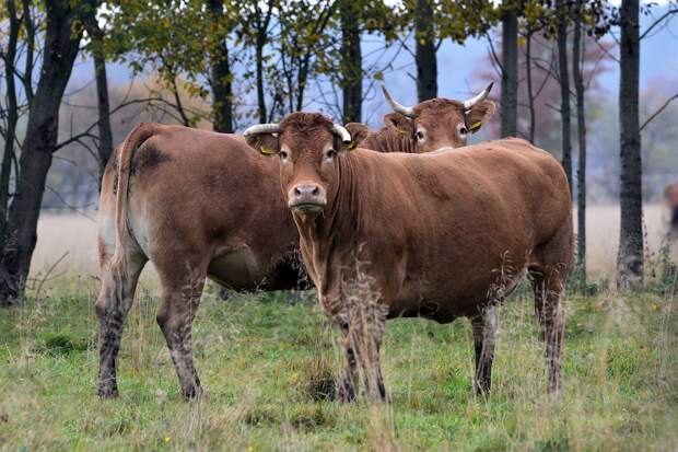 Вольно гуляющие быки и коровы терроризируют жителей Тверской области