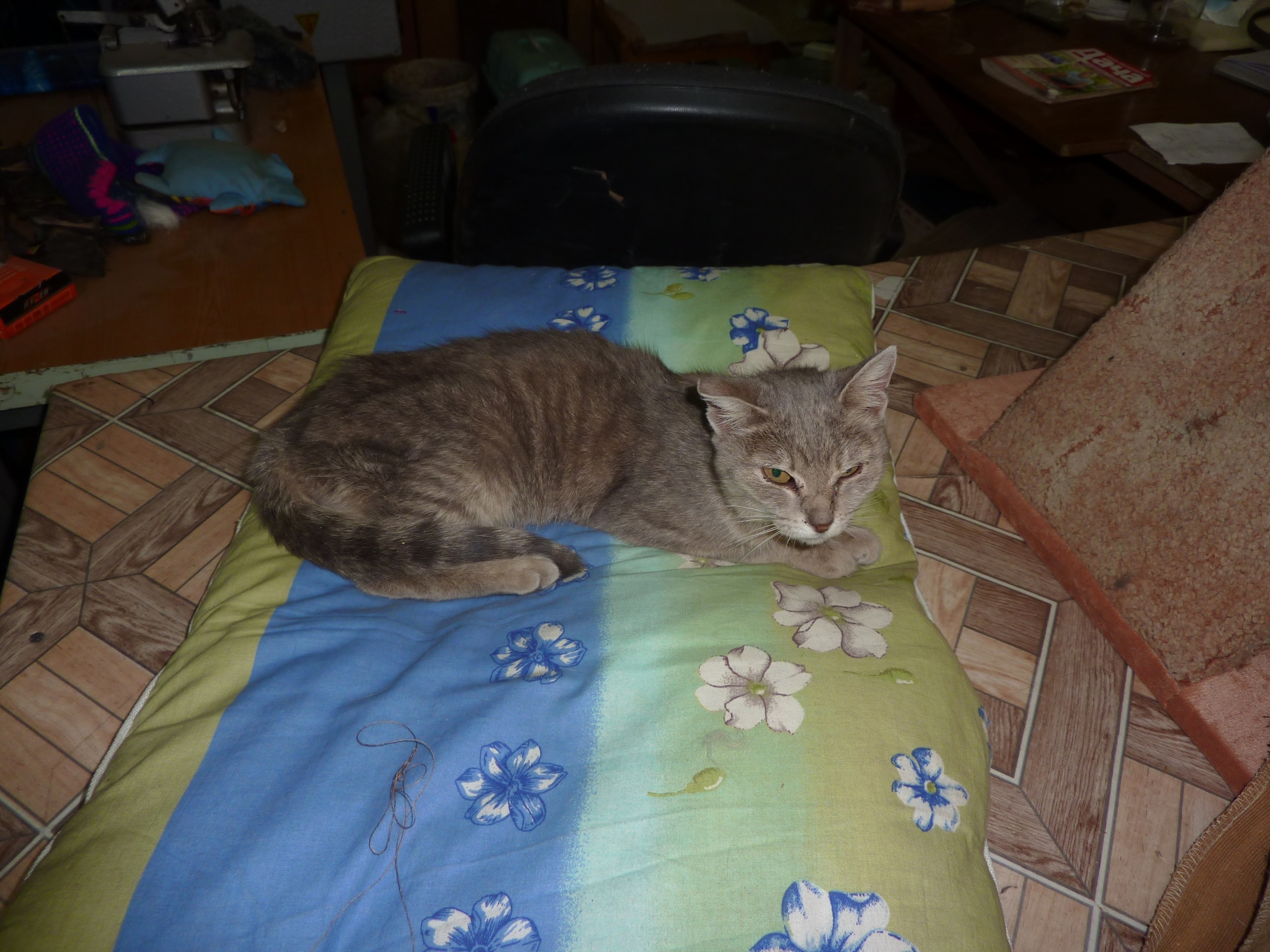 помощь кошке серая кошка