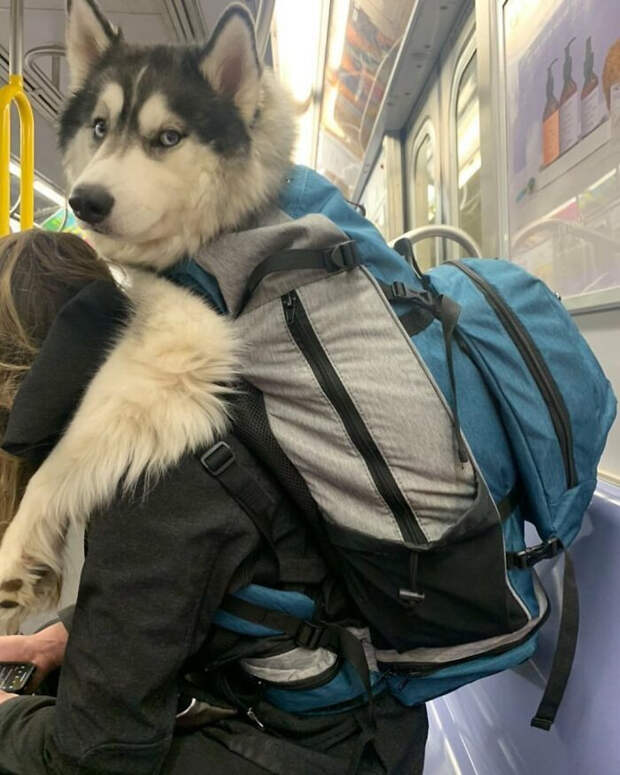 Снимки собак, которые путешествуют в сумках