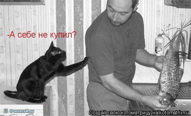 Котоматрица на радость 1