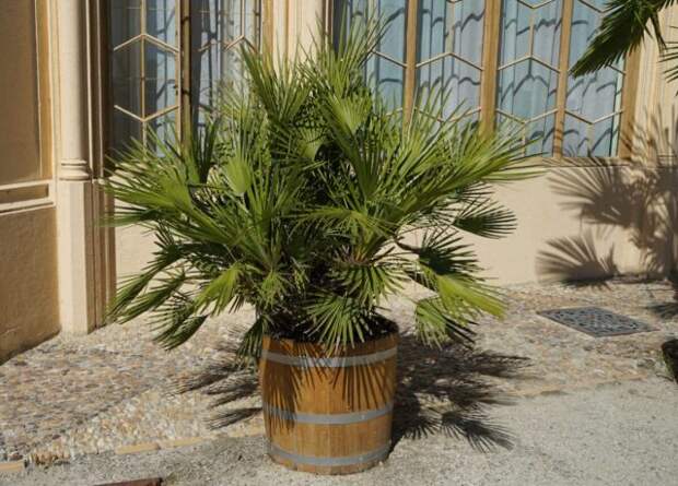 Хамеропс приземистый (Chamaerops humilis) — это одна из самых красивых пальм с необычайно пышной кроной из веерных, тонко рассечённых листьев.