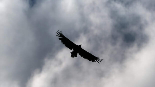 Орел спас российского военного от дрона ВСУ