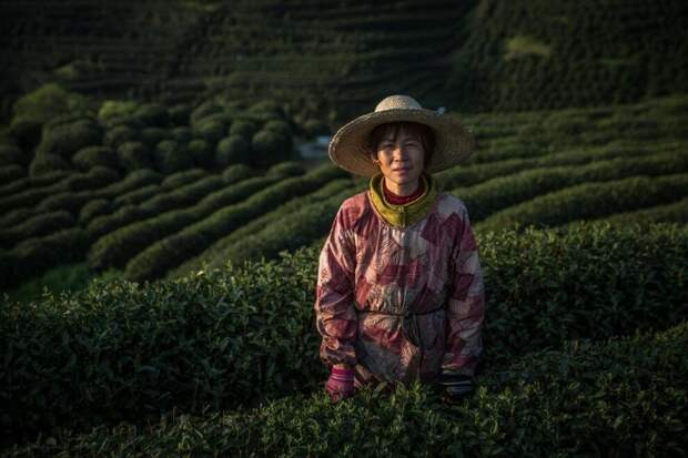 Где производят четвертую часть всего чая в мире
