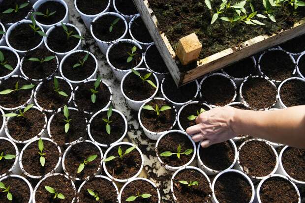 Садовод Туманов: рассаду не стоит выращивать на подоконнике