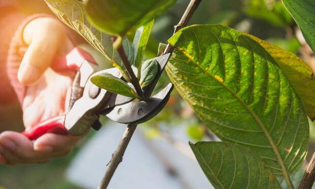 Если обрезать эти 4 растения весной, то летом они не зацветут и будут болеть