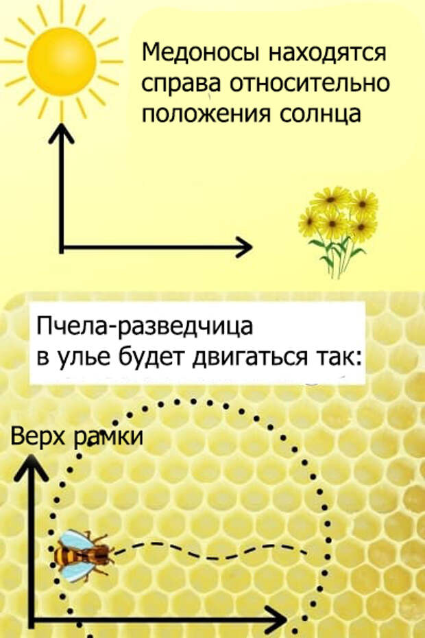 Танцы, танцы, танцуют девчонки... О чем танцуют пчелы?