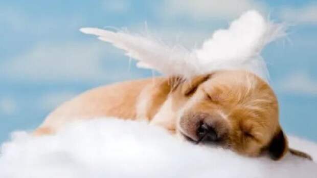 НАШИ ЛЮБИМЫЕ ДОМАШНИЕ ЖИВОТНЫЕ В ТОНКОМ МИРЕ. ВЕРНУТСЯ ЛИ ОНИ К НАМ И ВСТРЕТИМСЯ ЛИ МЫ С НИМИ ТАМ, В ИНЫХ МИРАХ?