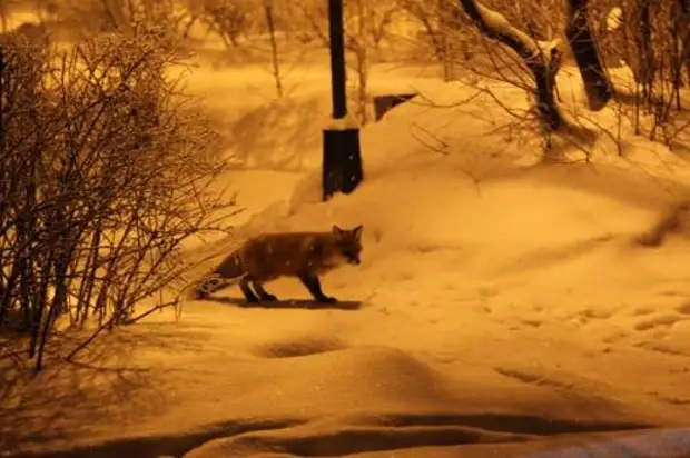 Лиса в городском парке