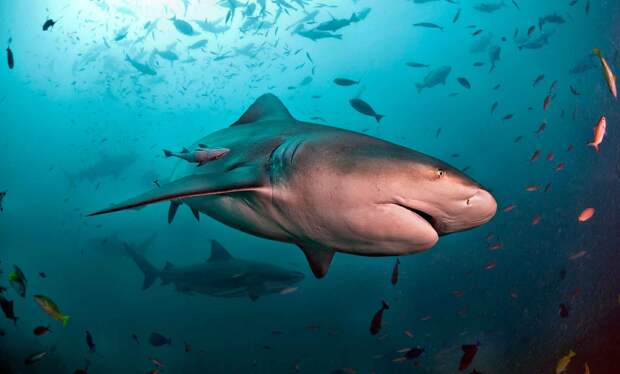 Тупорылая акула - самая опасная акула
