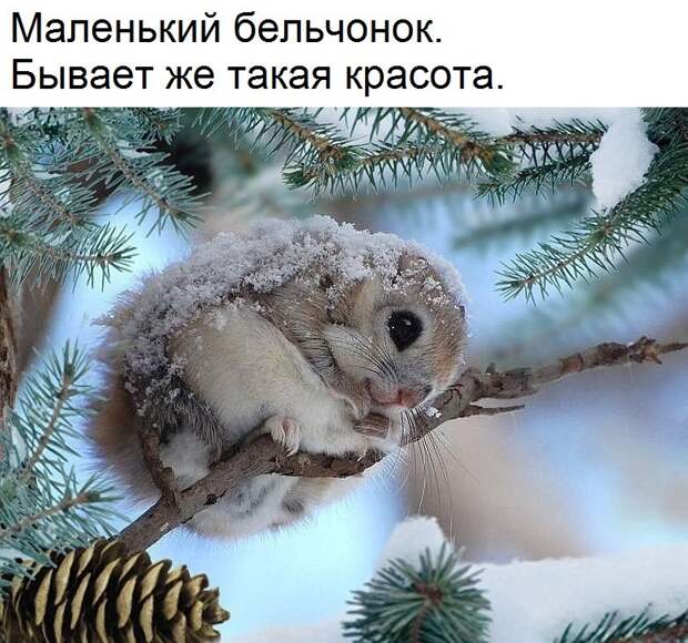 Островок позитива к Новому году картинки, новый год, позитив