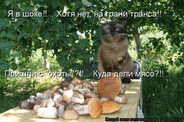 Лучшие котоматрицы недели (50 фото)