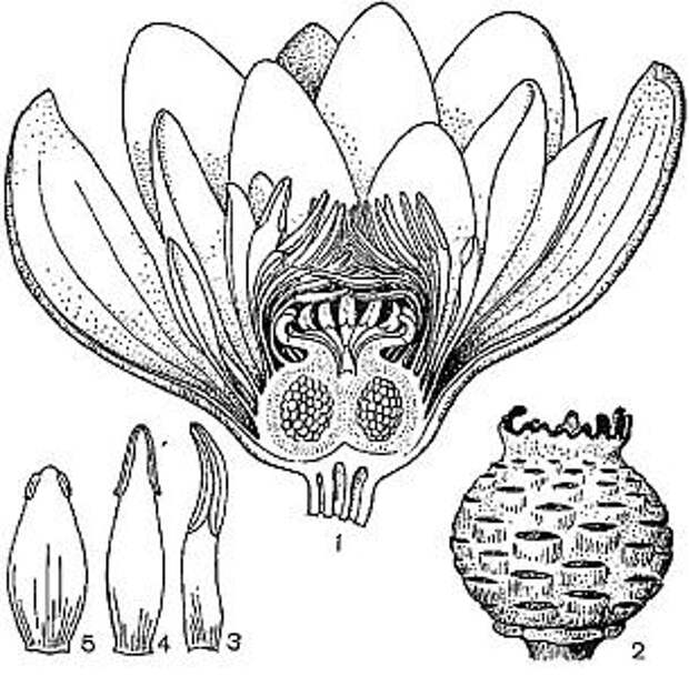 Строение цветка лилии схема