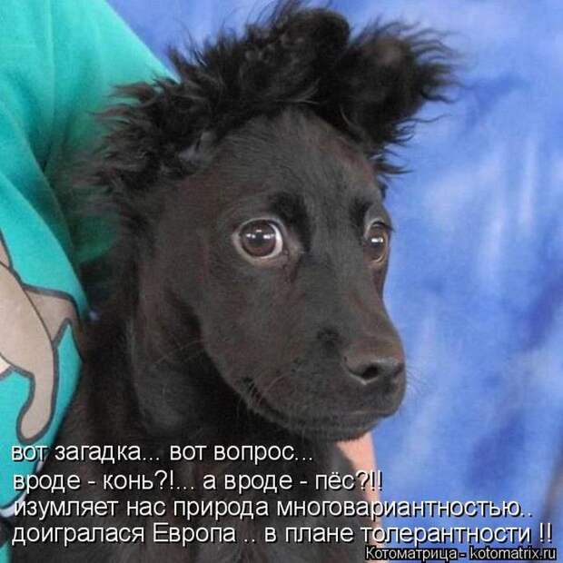 Лучшие котоматрицы недели (50 фото)