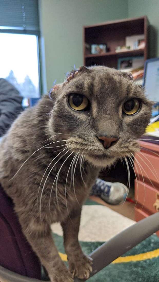 безухая кошка безухая кошка