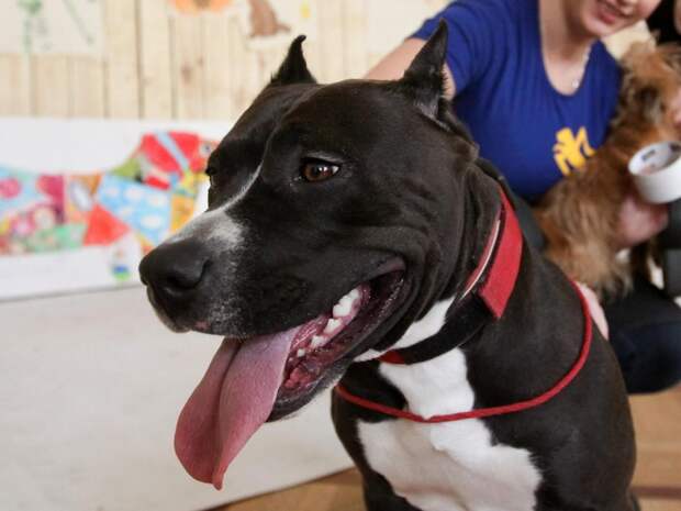 Во Владивостоке мужчина натравил питбуля на женщину с ребенком: жуткие кадры