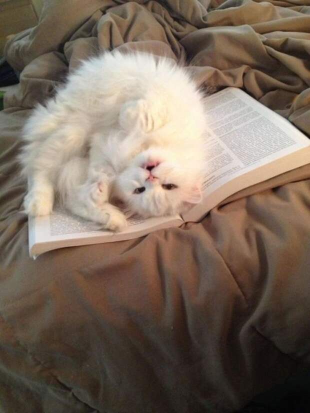 Назойливые коты (43 фото)