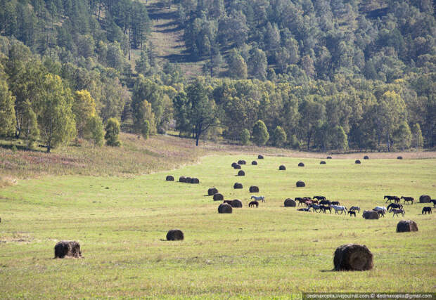Зубры, они же европейские бизоны Зубры, они же европейские бизоны