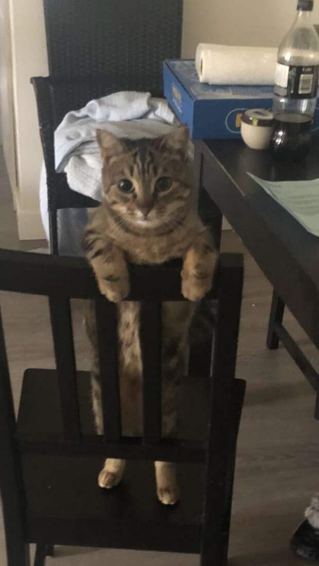 кошка стоит на стуле