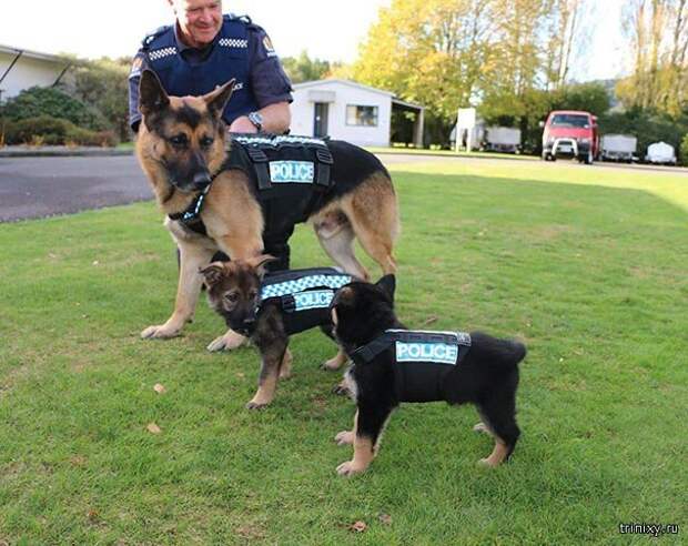 Служебные собаки в начале своей карьеры обучение, служба, собаки, щенок