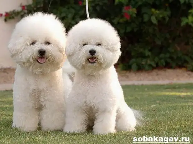 Бишон фризе собака. Описание, особенности, уход и цена бишон фризе