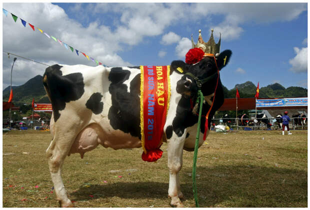 И победительница там - корова, а не то, что, вероятно, подумали некоторые... интересное, конкурсы красоты, странное, удивительное