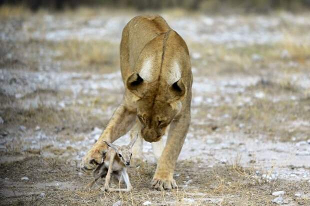Львица, потерявшая детёнышей, приютила маленькую антилопу антилопа, добро, животные, львица, милота