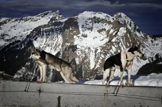 Plemeno husky (34 fotografií)