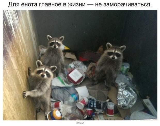 Еноты плохого не посоветуют.