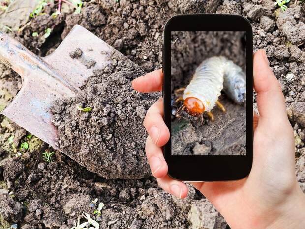 garden concept - man taking photo of white larva of cockchafer on ground on mobile gadget in garden