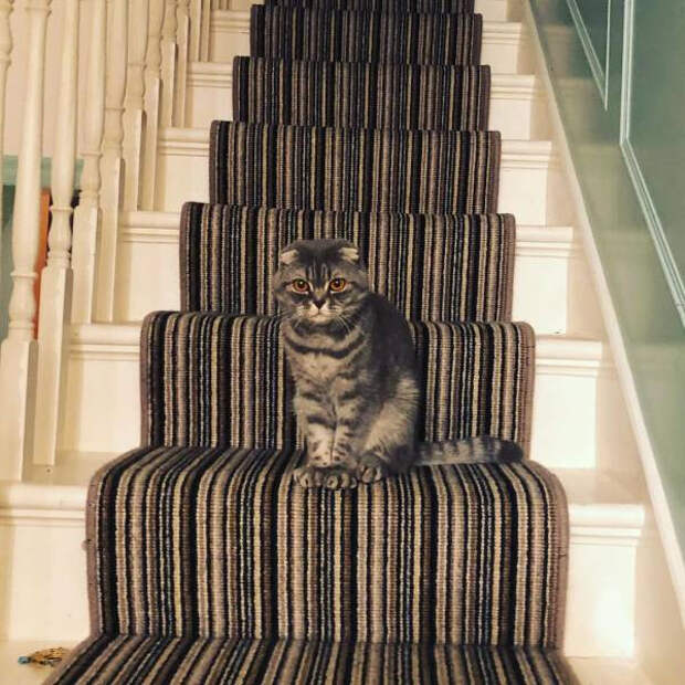 Домашние животные, которые могут легко скрыться от хозяев