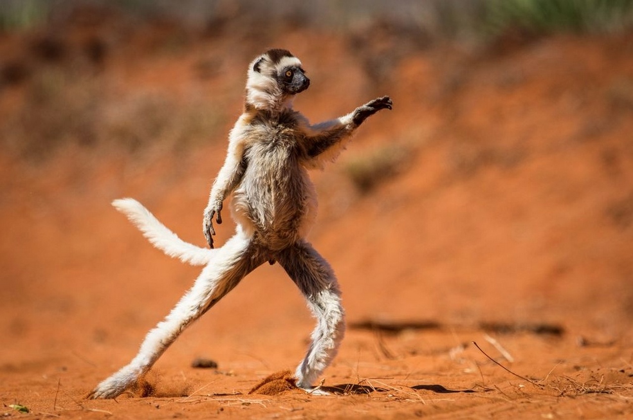 Лучшее от National Geographic (1)