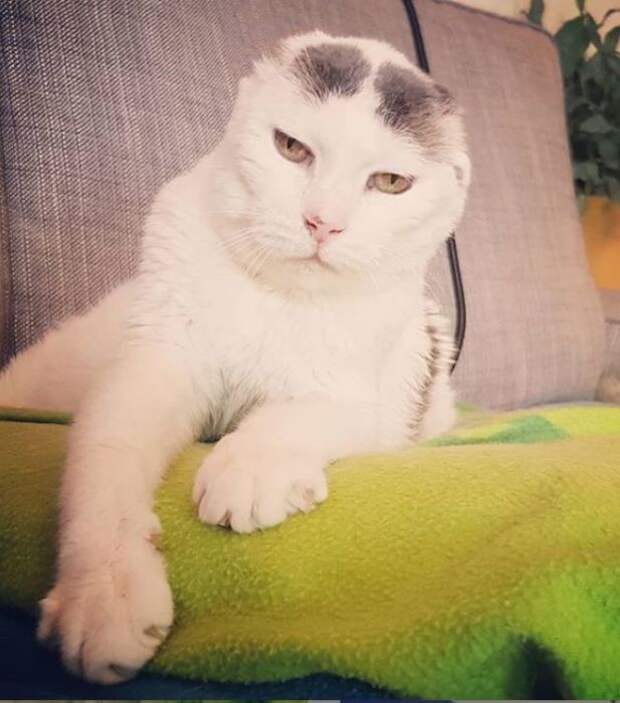 Кот Картошка, который остался без ушей