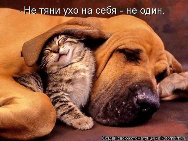 Кошатина да псятинка позитивная, этакая забавная, с надписями, очень много на выходные