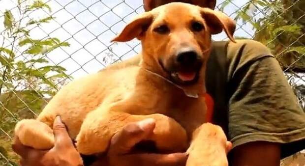 Спасание собаки упавшей в колодец, собака упала колодец Индия, спасение собаки