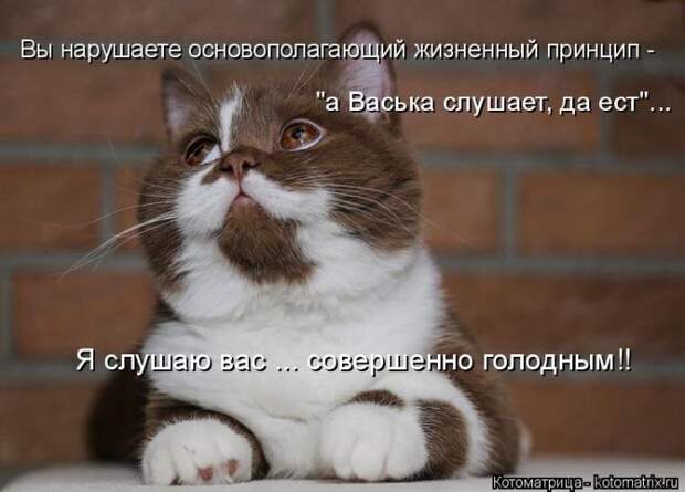 Лучшие котоматрицы недели (50 фото)