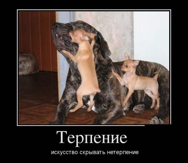 Демотиваторы - 993 Демотиваторы - 993