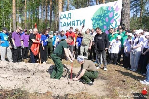 В Котовске высадили 8 тысяч сосен в рамках международной акции "Сад памяти"