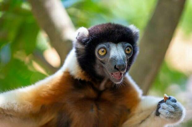 Сифаки - самые весёлые приматы планеты, которым жизнь в удовольствие