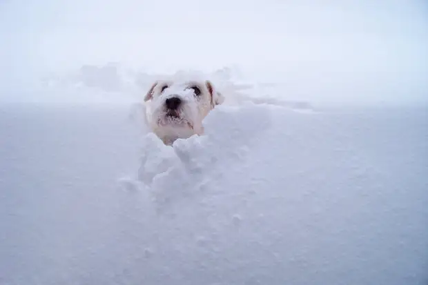 В США чудом спасли пропавшего пса, найденного под&nbsp;1,5-метровым слоем снега