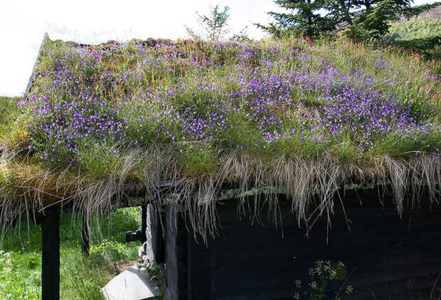 Необычные норвежские крыши из травы