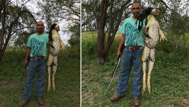 В США охотник поймал 6-килограммовую царевну-лягушку животные, лягушка, охотник