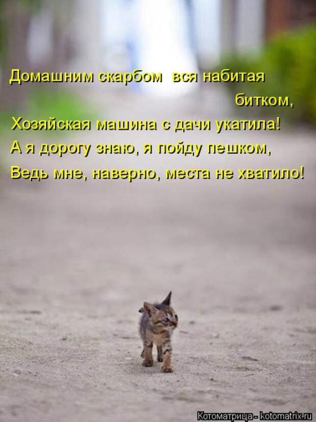 Свежая прикольная котоматрица (26 фото)