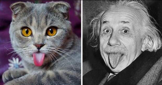 cats-like-other-things-03